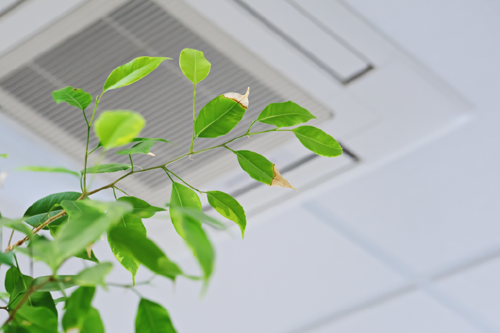 Ficus green leaves on the background of ceiling air conditioner in modern office or at home. | Advanced Heating and Air Conditioning